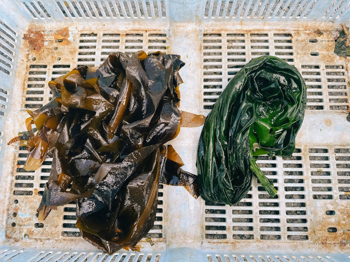 湯を通す前の原藻と、通したあとのわかめを並べて比べる